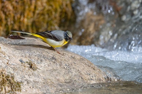 Grey wagtail (Motacilla cinerea), male, on a stone on the bank of a stream, Stans, Tyrol, Austria,