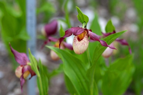 Flowering lady's slipper (Cypripedium), Botanical Garden Erlangen, Middle Franconia, Bavaria,