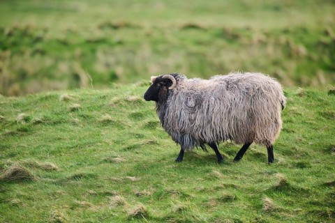 Domestic sheep (Ovis aries) 'Heidschnucke' on a meadow, Helgoland, Germany, Europe