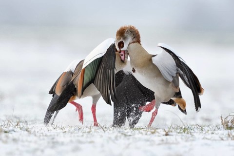 Egyptian Goose (Alopochen aegyptiaca) quarreling on snowy field, North Rhine-Westphalia, Germany,