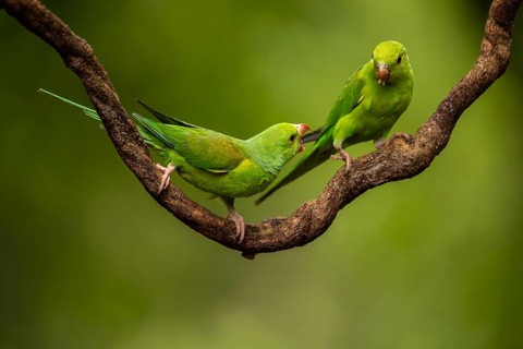 Plain Parakeet (Brotogeris tirica) perched on a branch, Sao Paulo, Brazil, South America