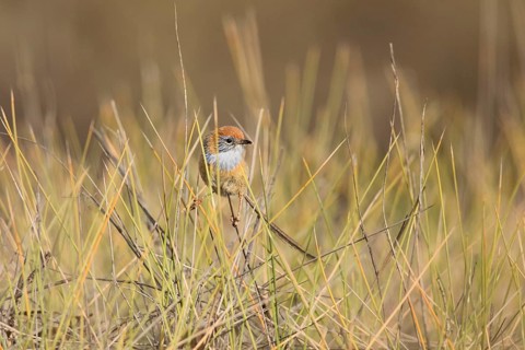 Mallee Emu-wren (Stipiturus mallee), Victoria, Australia, Oceania