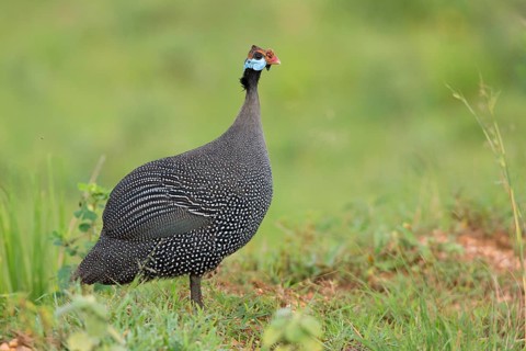 Helmeted Guineafowl (Numida meleagris), Uganda, Africa
