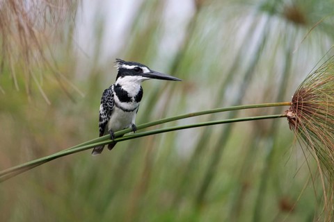Pied Kingfisher (Ceryle rudis) male perched on a plant stalk, Uganda, Africa