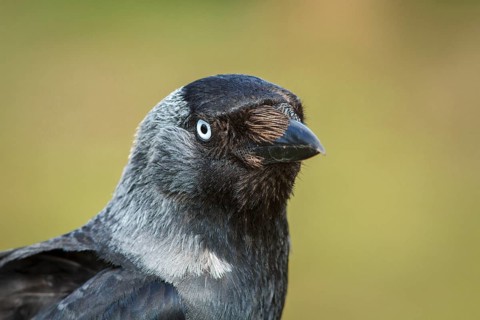 Western Jackdaw (Corvus monedula) portrait, Bempton, United Kingdom, Europe
