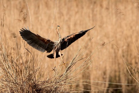Purple Heron (Ardea purpurea) landing at nest, Baden-Wuerttemberg, Germany, Europe