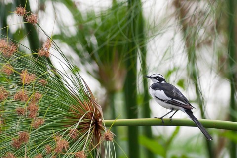 African Pied Wagtail (Motacilla aguimp), Okavango-Delta, Botswana, Africa