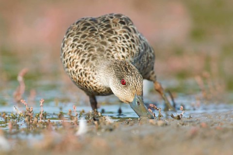 Grey Teal (Anas gracilis) feeding, Victoria, Australia, Oceania