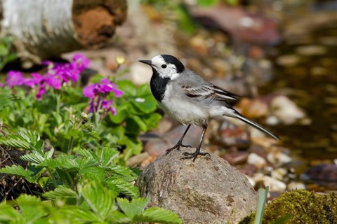 White Wagtail (Motacilla alba) perched on stone at waterhole, Mecklenburg-Western Pomerania,