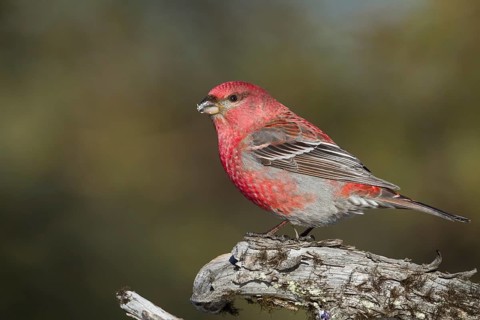 Pine Grosbeak - Hakengimpel - Pinicola enucleator, Finland, adult male, Europe