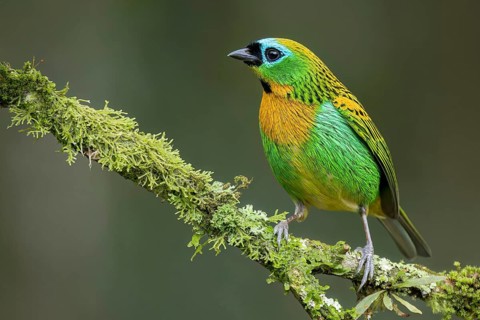 Brassy-breasted Tanager (Tangara desmaresti) perched on a branch in the Atlantic Rainforest of