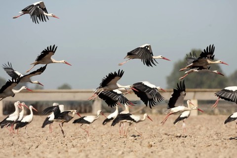 White Stork (Ciconia ciconia), Andalusia, Spain, Europe