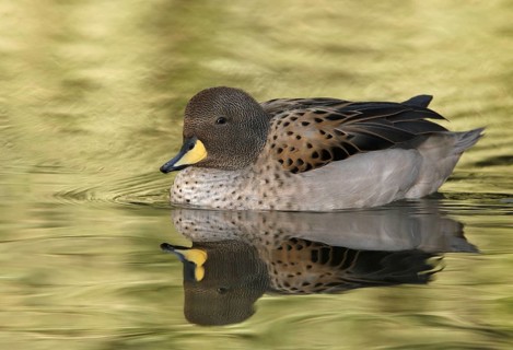 Yellow-billed Teal (Anas flavirostris), Arizona, USA, North America