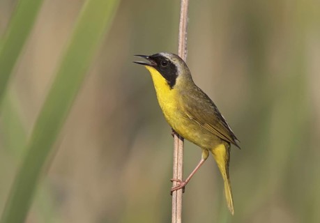 Common Yellowthroat (Geothlypis trichas) singing, Ohio, USA, North America