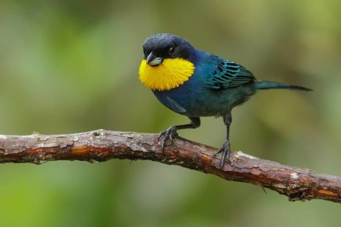 Purplish-mantled Tanager (Iridosornis porphyrocephalus) perched on a branch in the Andes Mountains