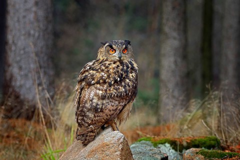 Egle owl in sunset, orange backlight in the forest. Eurasian Eagle Owl sitting on the tree stump in
