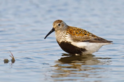 Dunlin (Calidris alpina), Alaska, USA, North America