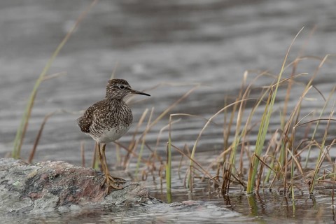 Wood Sandpiper (Tringa glareola), Dalarna, Sweden, Europe
