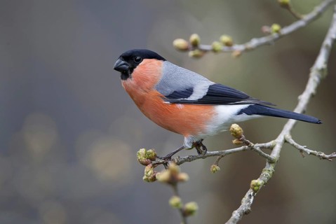 Eurasian Bullfinch (Pyrrhula pyrrhula) male, Saxony, Germany, Europe