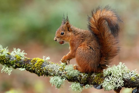 Eurasian Red Squirrel (Sciurus vulgaris), on forest, Asturias, Spain, Europe
