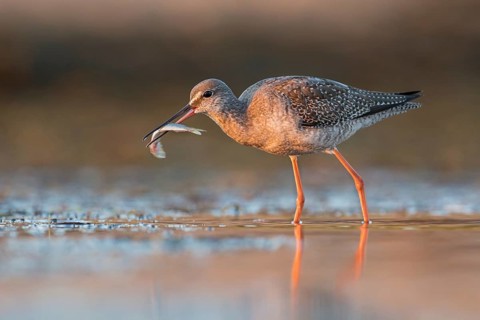 Spotted Redshank (Tringa erythropus) foraging, Poland, Europe