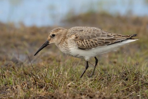 Dunlin (Calidris alpina) foraging, Smaland, Sweden, Europe
