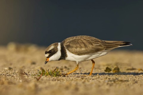 Common Ringed Plover (Charadrius hiaticula) foraging, North Rhine-Westphalia, Germany, Europe
