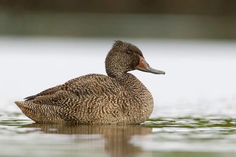 Freckled Duck (Stictonetta naevosa) male, Victoria, Australia, Oceania