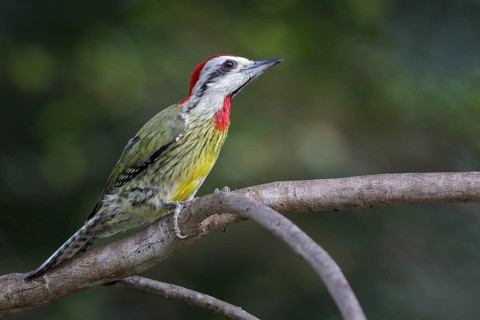 Cuban Green Woodpecker (Xiphidiopicus percussus) perched on a branch in Cuba
