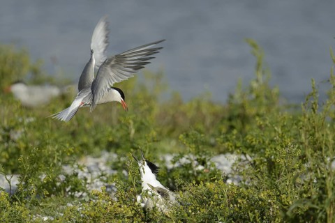 Common Tern & Sandwich Tern (Sterna hirundo & Thalasseus sandvicensis), Texel, Niederlande