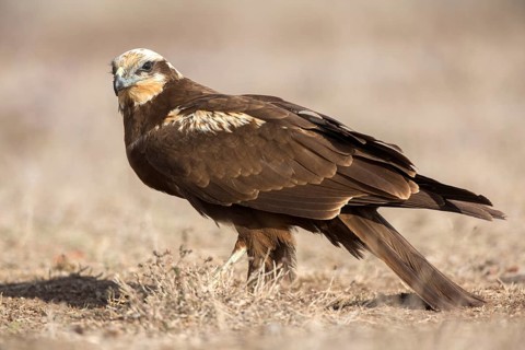 Western Marsh Harrier (Circus aeruginosus) female perched on field, Castile-La Mancha, Spain,