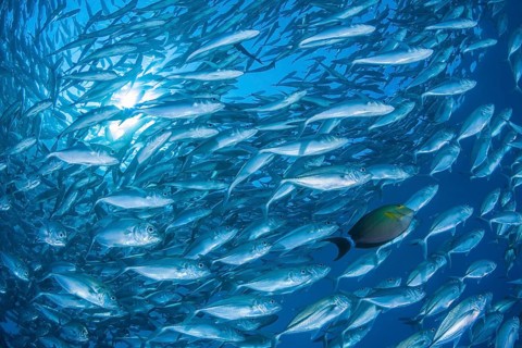 Großaugen-Stachelmakrele, Caranx sexfasciatus, Gelbmasken-Doktor, Acanthurus xanthopterus Bigeye