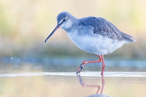 Spotted Redshank (Tringa erythropus) foraging, Groningen, Netherlands