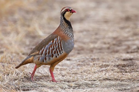 Red-legged Partridge (Alectoris rufa), Extremadura, Spain, Europe