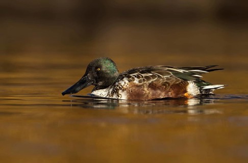 Northern Shoveler (Spatula clypeata) male, British Columbia, Canada, North America