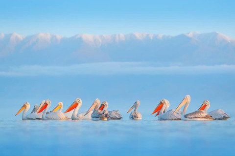 Dalmatian pelican, Pelecanus crispus, in Lake Kerkini, Greece. Palican on blue water surface.