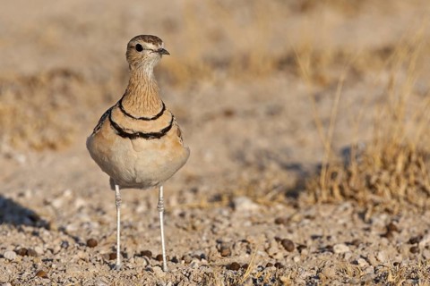 Double-banded Courser (Rhinoptilus africanus), Oshikoto, Namibia, Africa