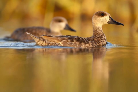 Marbled Duck (Marmaronetta angustirostris), Castile-La Mancha, Spain, Europe