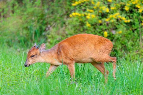 A male Red Forest Duiker (Cephalophus natalensis) stands in a green meadow, eating grass and herbs