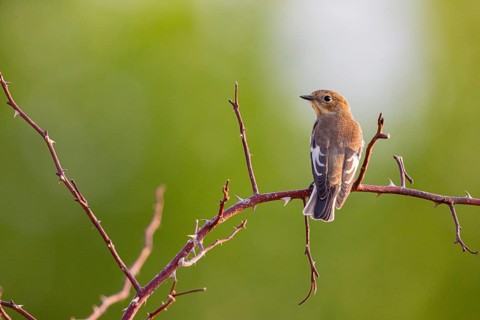 Pied Flycatcher (Ficedula hypoleuca) Germany