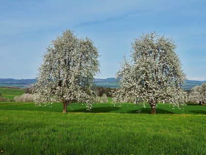 Flowering pear trees (Pyrus communis), Beinwil, Freiamt, Canton Aargau, Switzerland, Europe