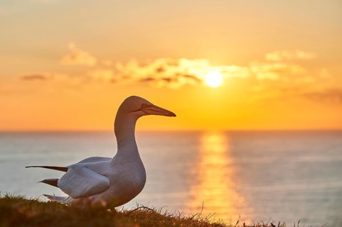 Northern gannet (Morus bassanus) standing on the cliff at sunset with the sea in the background,