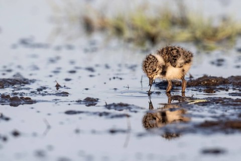 Young lapwing (Vanellus vanellus), Lower Saxony, Germany, Europe