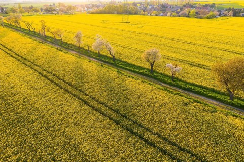 Alley with blossoming fruit trees between rape fields, aerial view in evening light, Wölkisch,