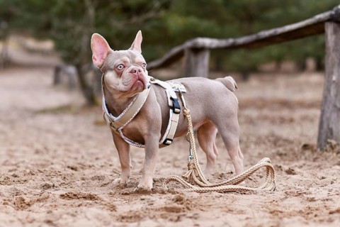 Cute New Shade Isabella orange Tan colored French Bulldog with Y shaped dog harness and leash