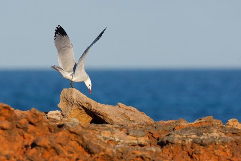 Audouin's Gull (Ichthyaetus audouinii), Mallorca, Spain, Europe