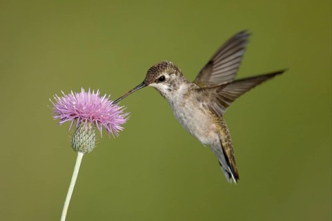 Black-chinned Hummingbird (Archilochus alexandri), Texas, USA, North America