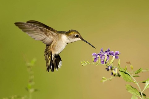 Ruby-throated Hummingbird (Archilochus colubris), Texas, USA, North America