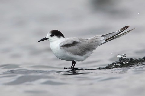 Common Tern-longipennis (Sterna hirundo longipennis), Victoria, Australia, Oceania