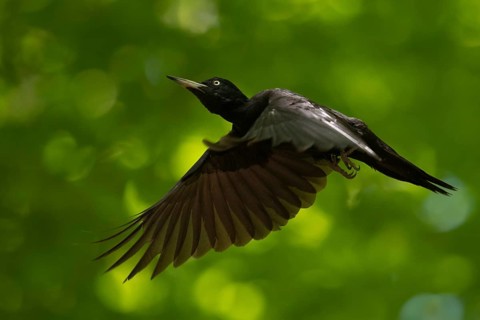 Black Woodpecker (Dryocopus martius) female flying, North Rhine-Westphalia, Germany, Europe